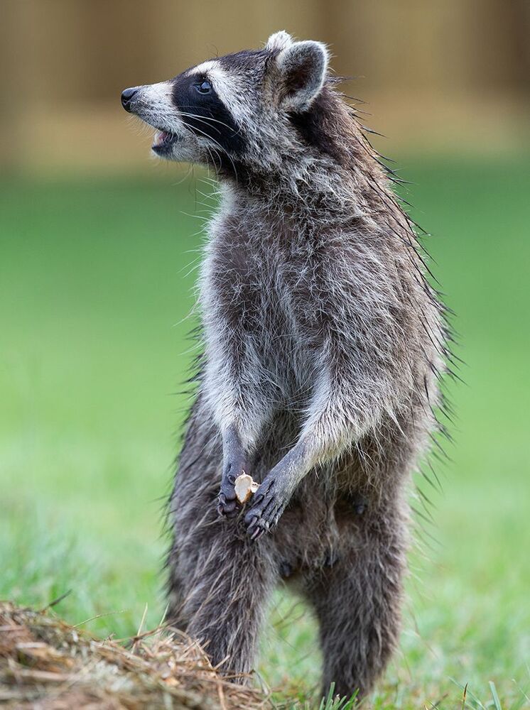 Raccoon - Енот-полоскун