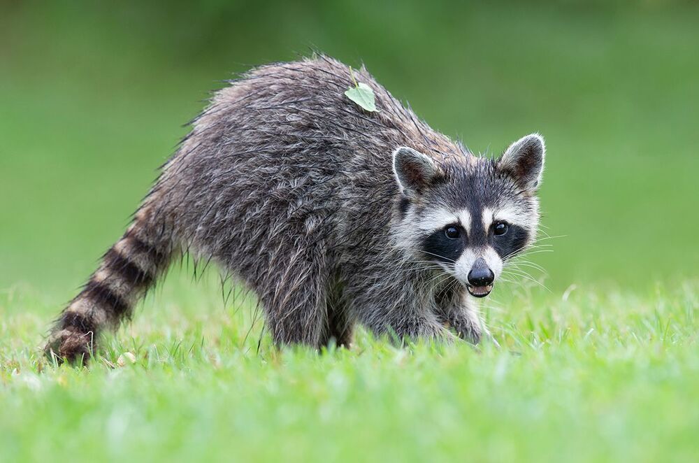 Raccoon - Енот-полоскун
