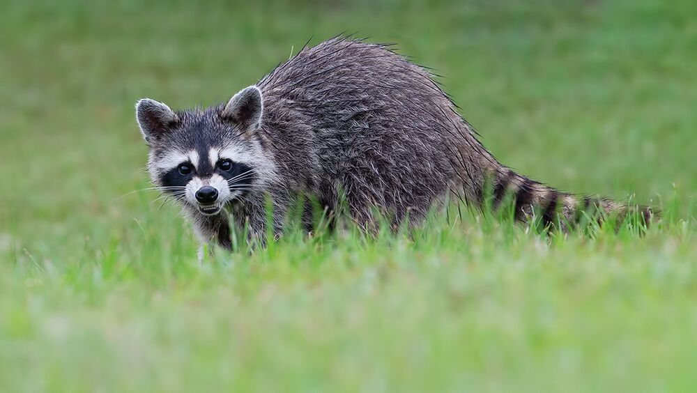 Raccoon - Енот-полоскун