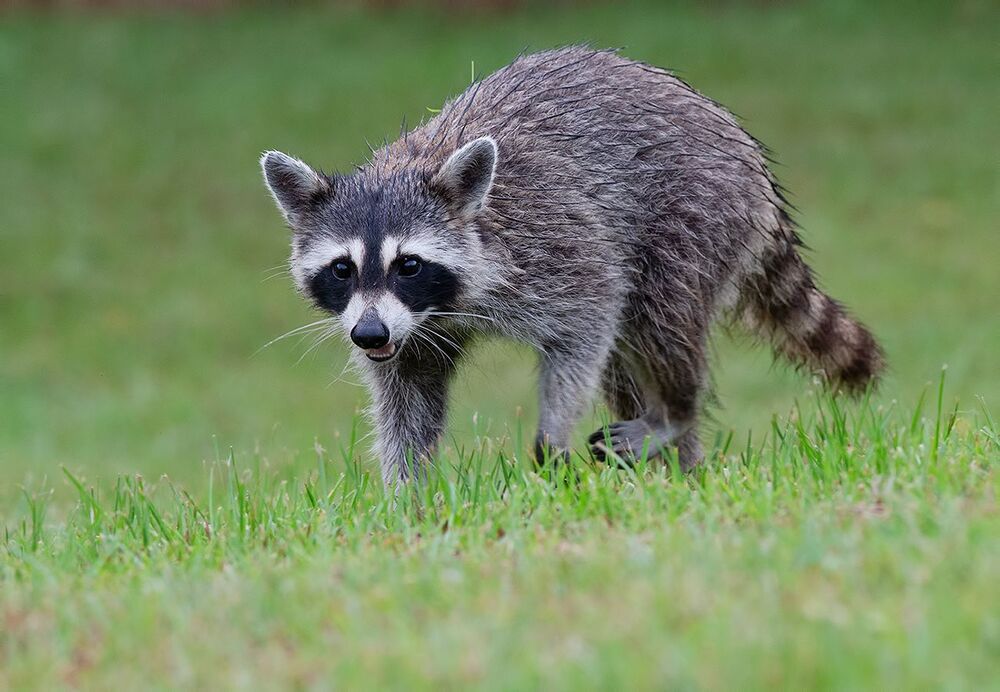 Raccoon - Енот-полоскун