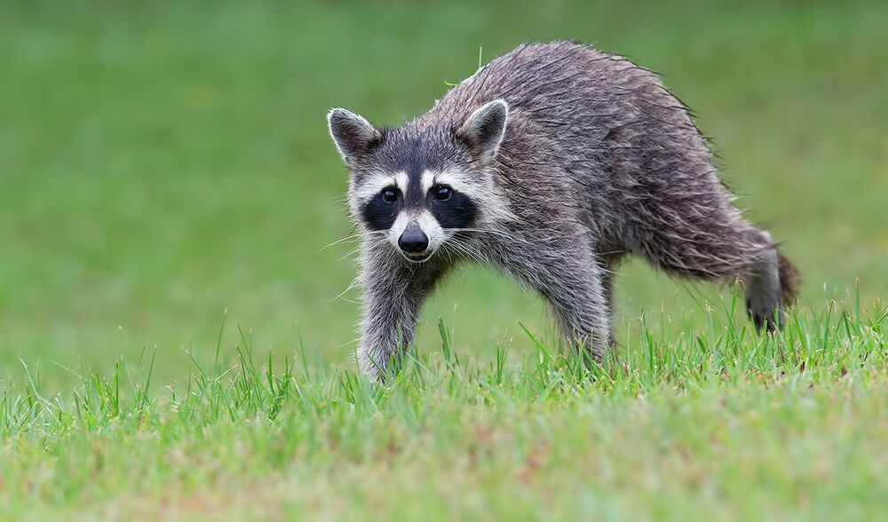 Raccoon - Енот-полоскун