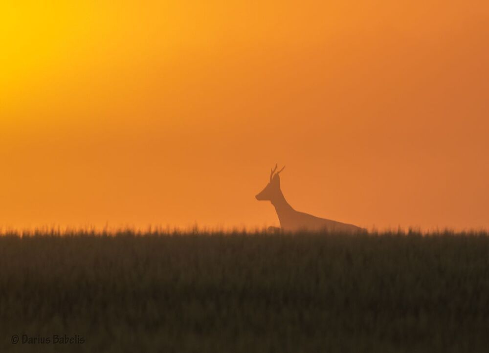 Косули