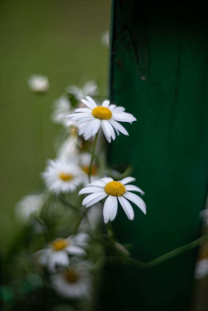 Photo 1315049