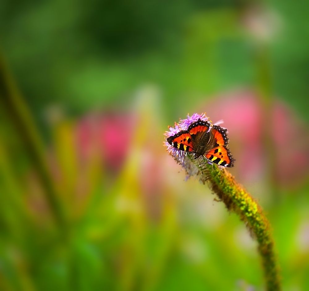 Butterfly