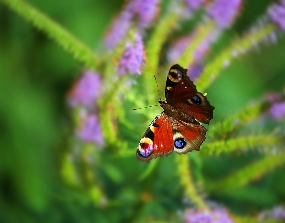 Butterfly