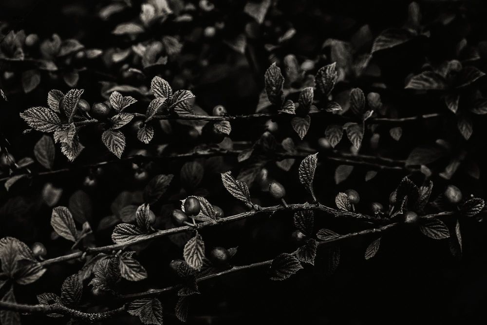 Photo 1315425