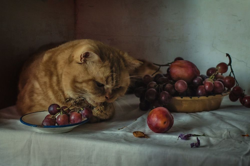 Кот и виноград