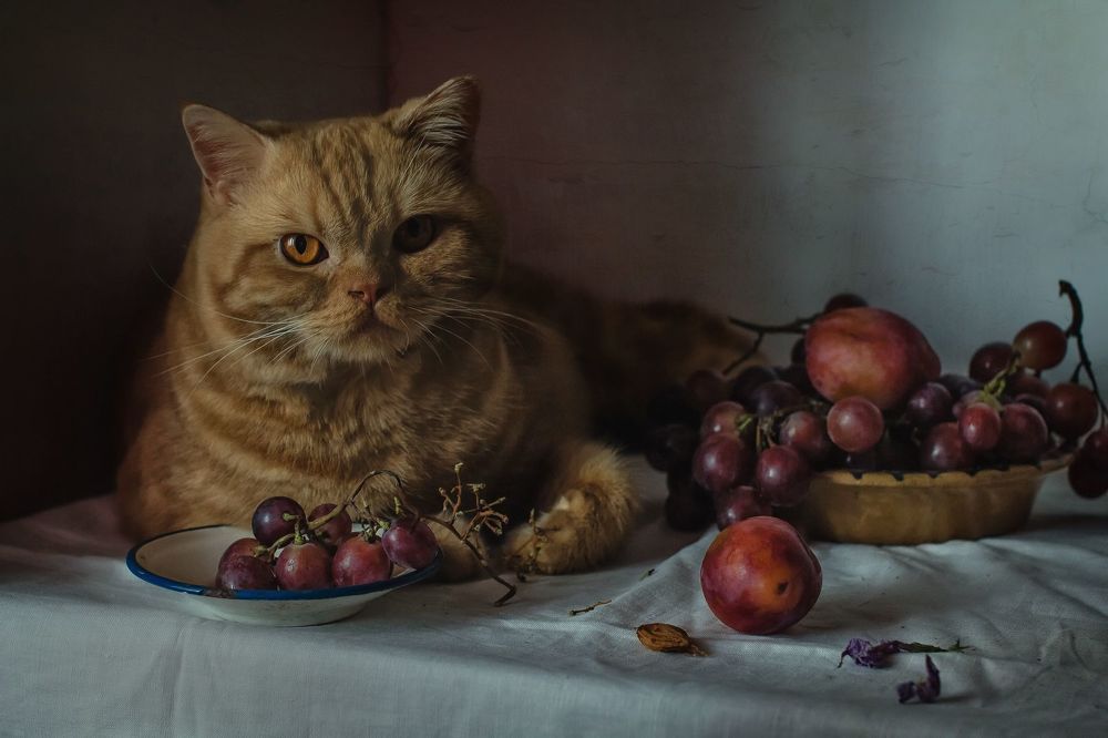 Кот и виноград