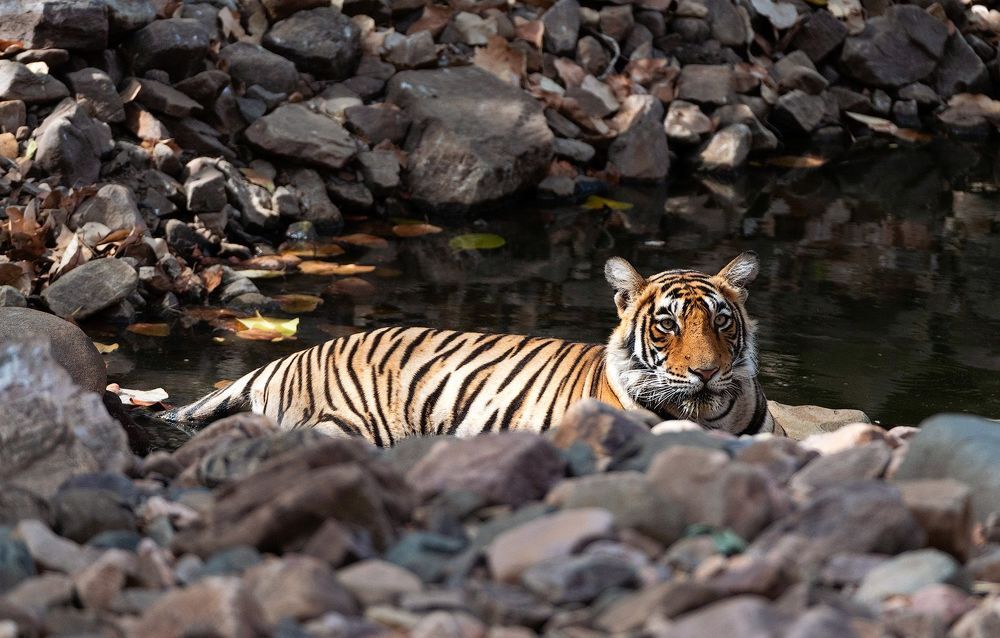 Водные процедуры