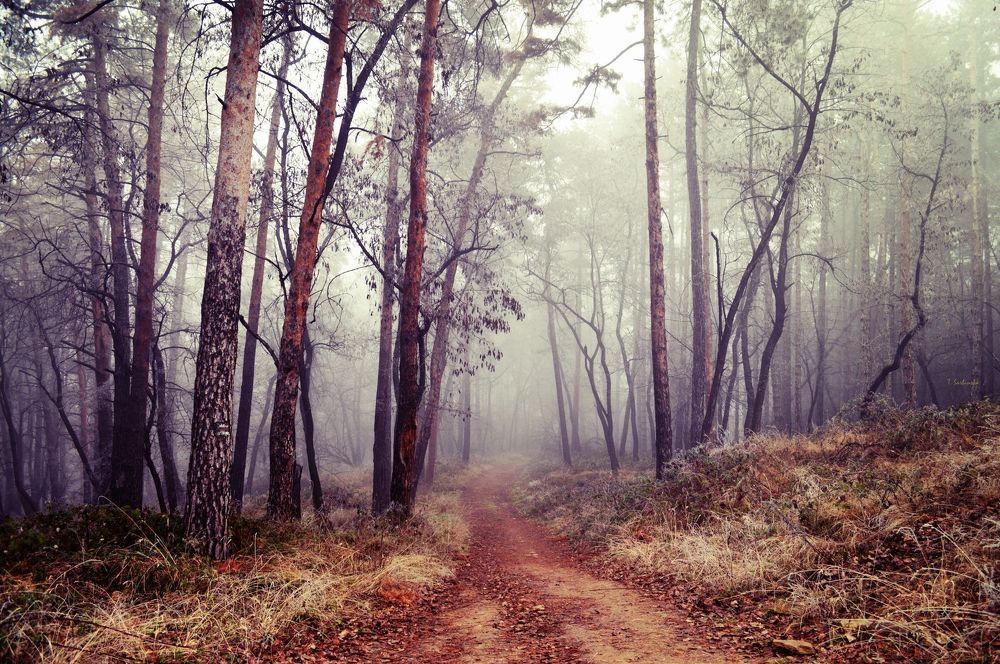 Mystic forest 