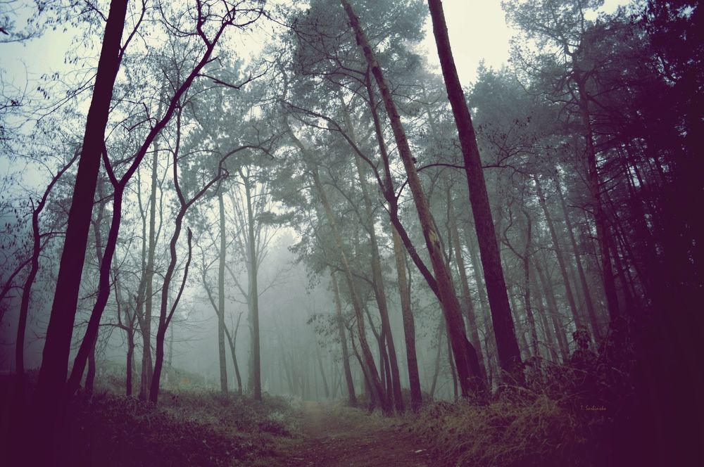 Mystic forest 