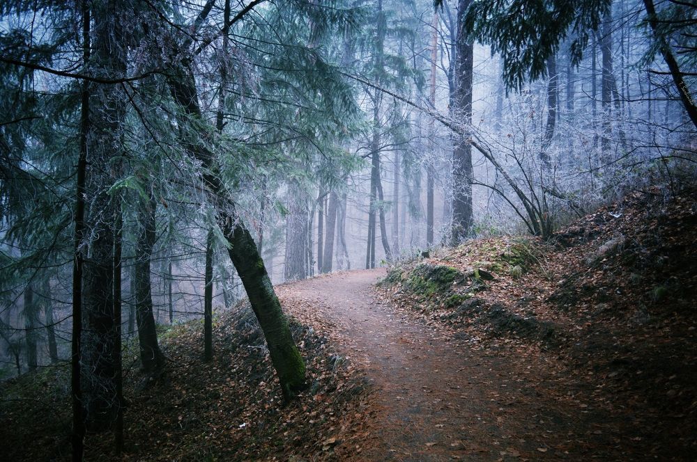 Mystic forest 