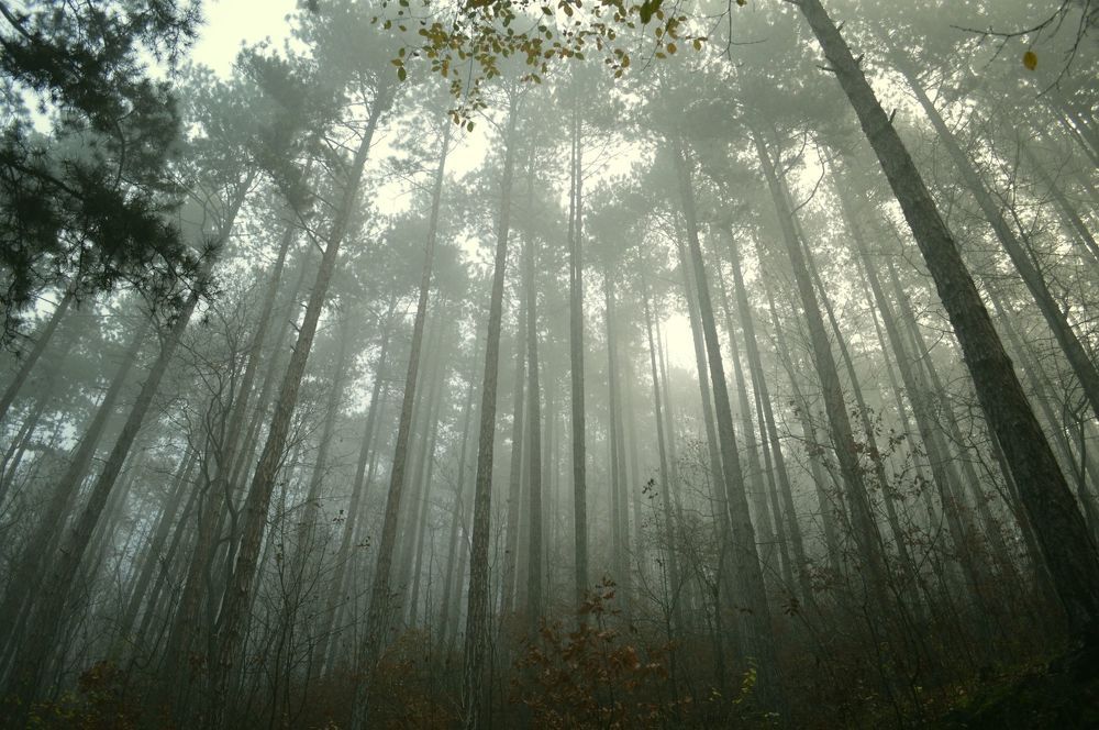 Mystic forest 