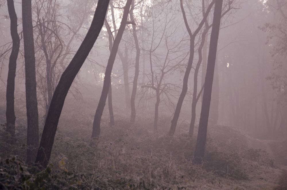 Mystic forest 