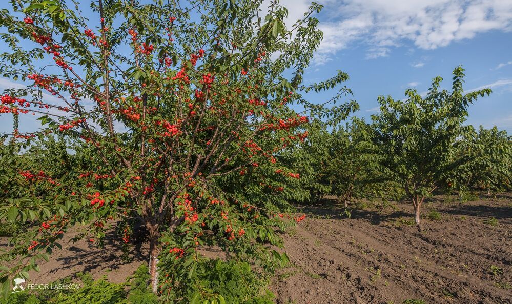 Серия &laquo;Фоторепортаж уборки черешни&raquo;