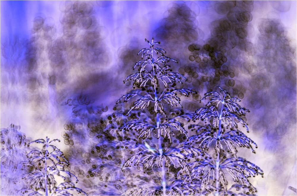 Обращённый мир