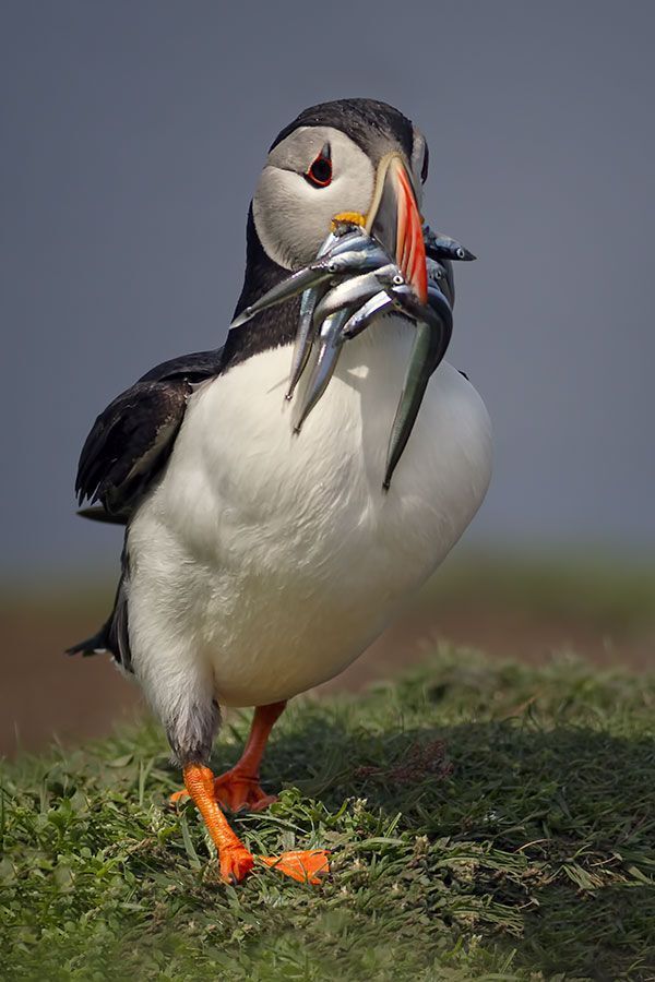 Puffins (Атлантический буревестник)