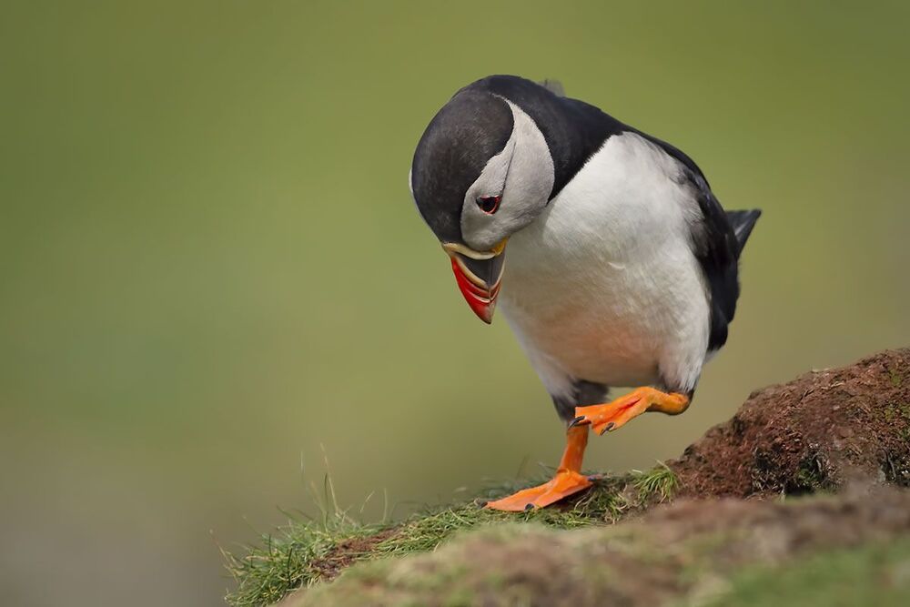 Puffins (Атлантический буревестник)