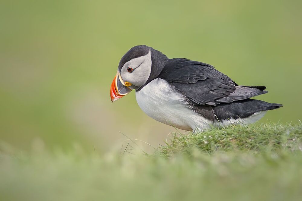 Puffins (Атлантический буревестник)