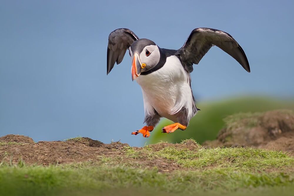 Puffins (Атлантический буревестник)