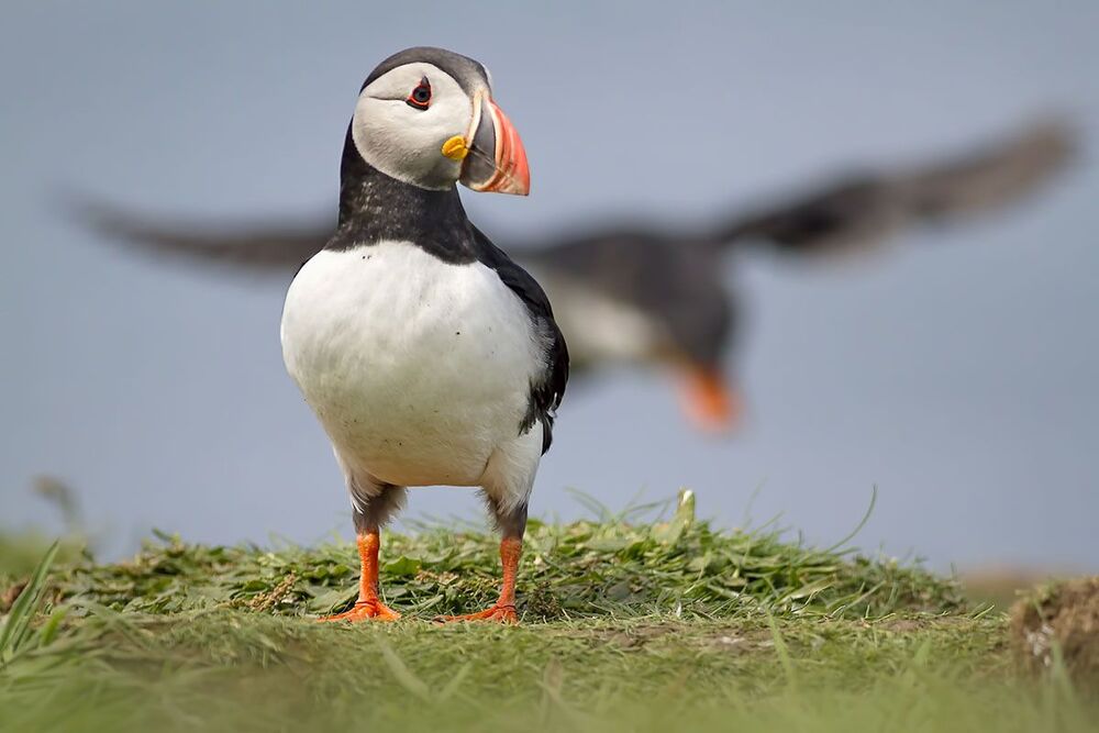 Puffins (Атлантический буревестник)