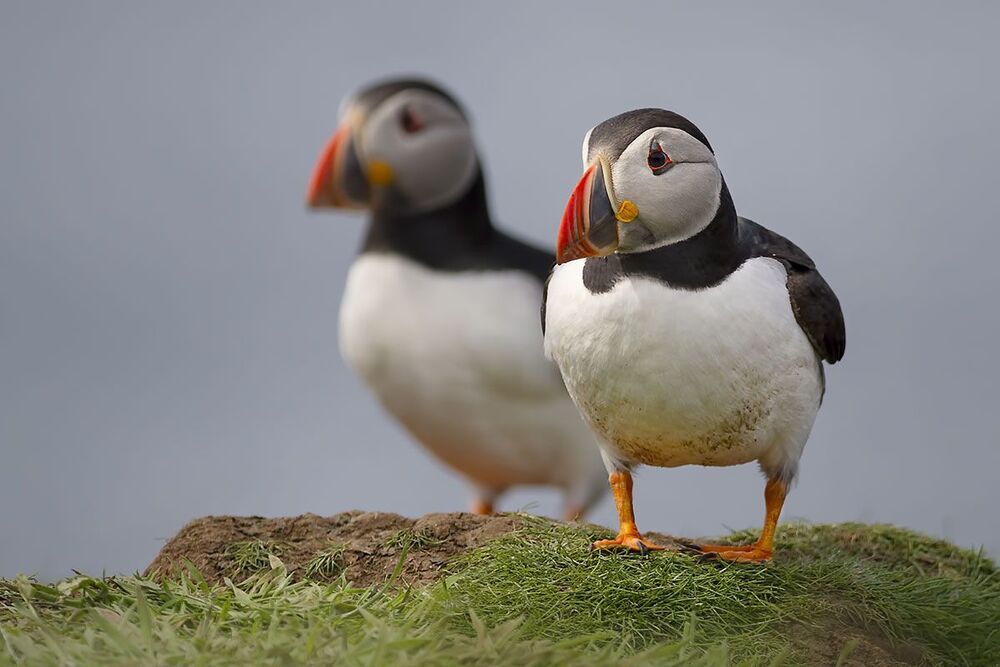 Puffins (Атлантический буревестник)