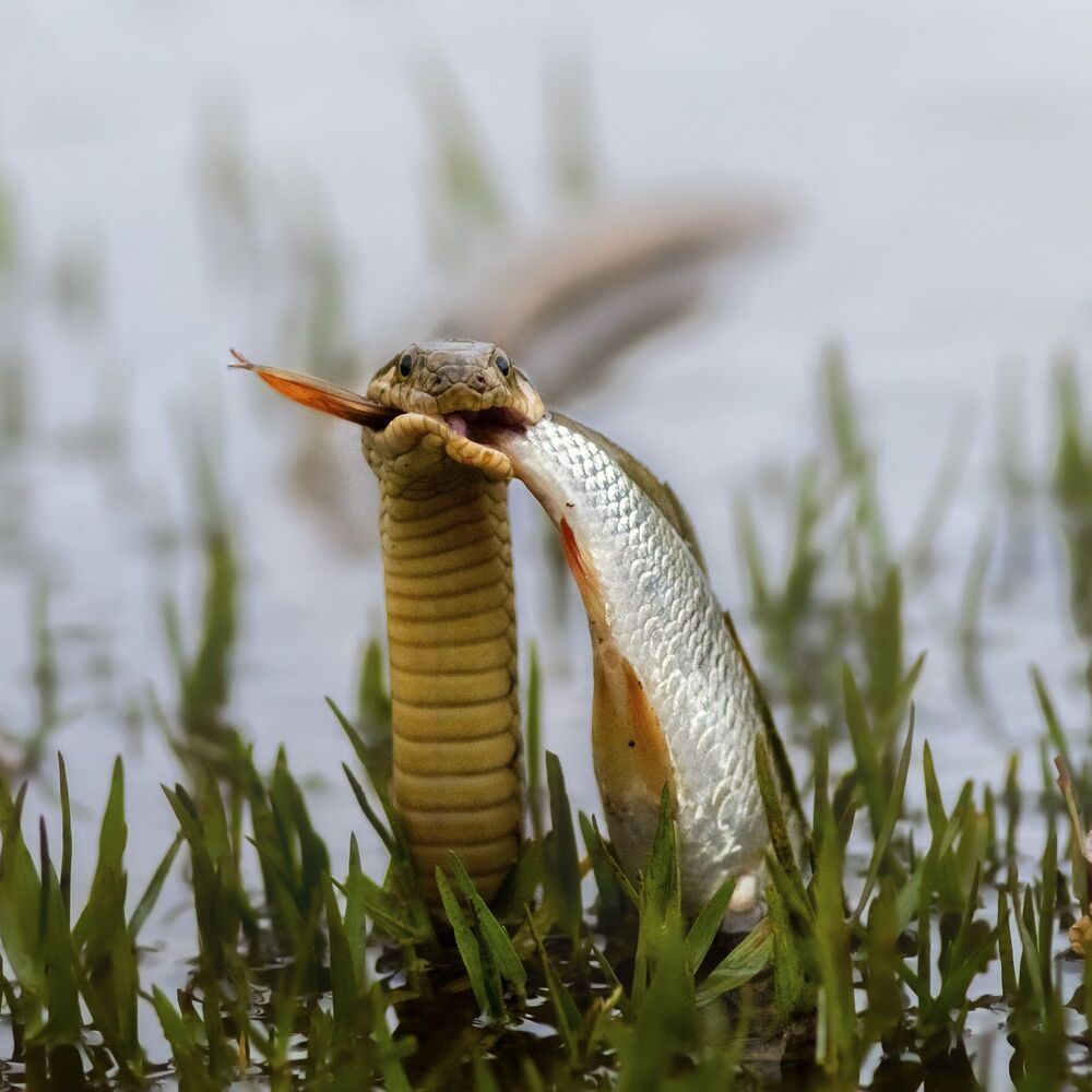 Wildlife!