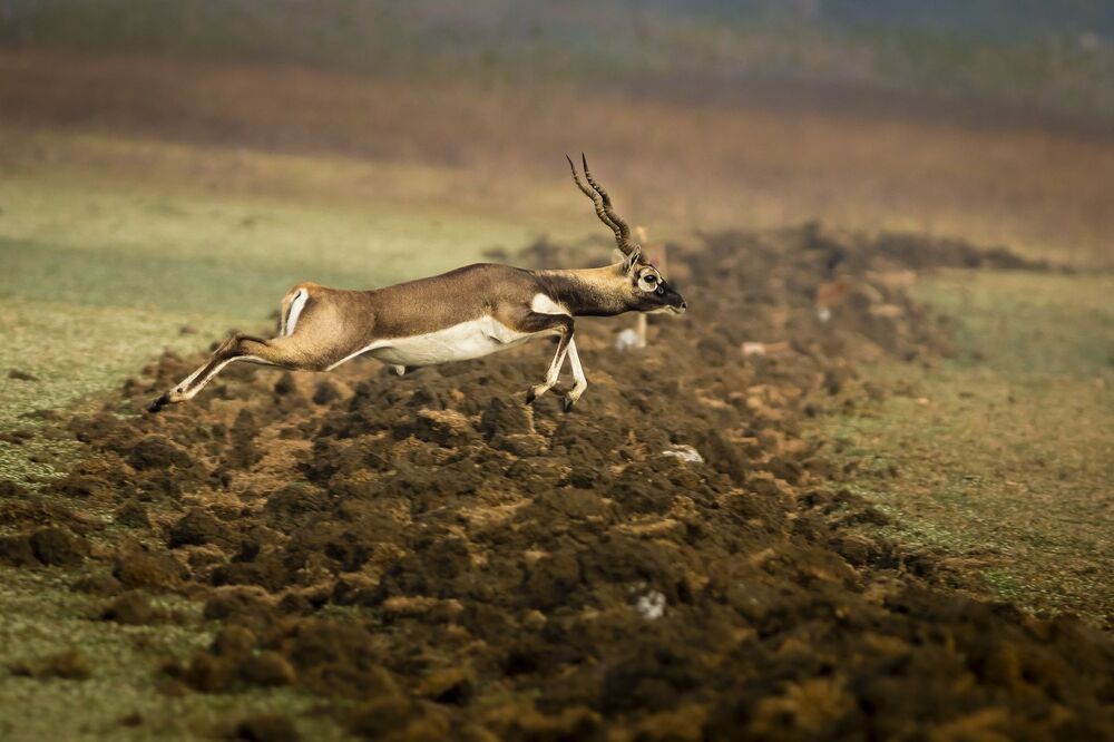 Wildlife!