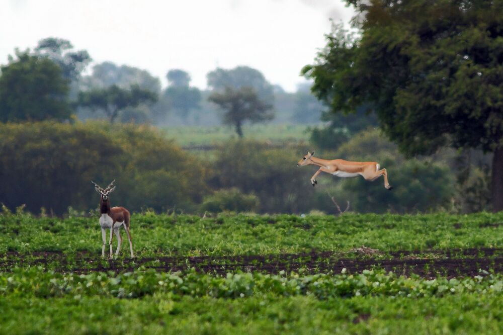 Wildlife!