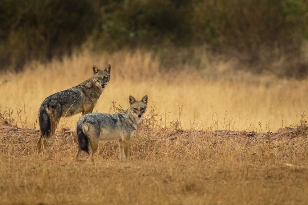 Wildlife!