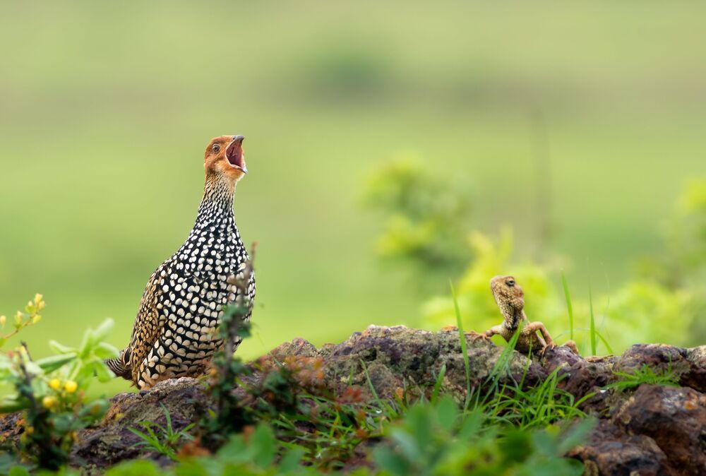 Wildlife!