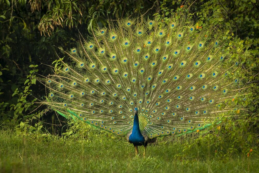 Wildlife!