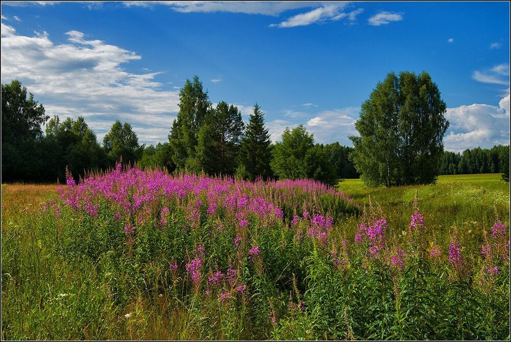 Летние цветы