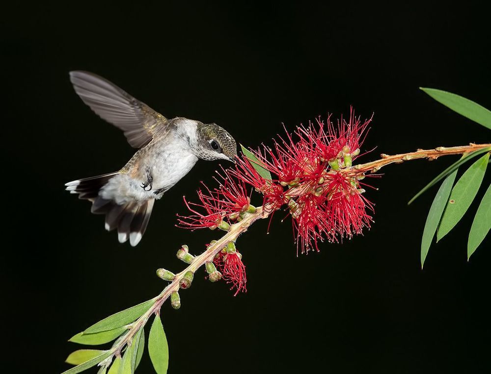 Ruby-throated Hummingbird -Колибри