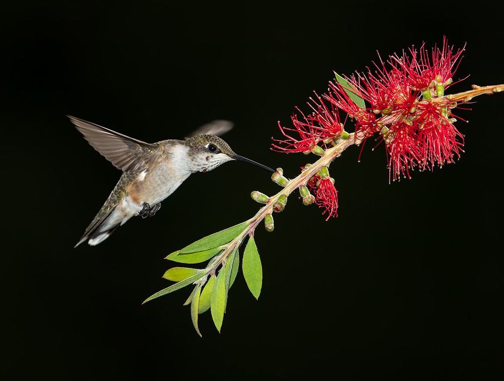 Ruby-throated Hummingbird -Колибри