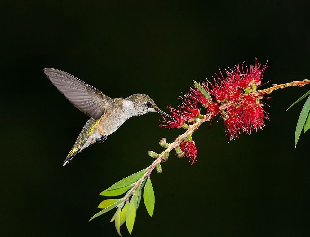 Ruby-throated Hummingbird -Колибри