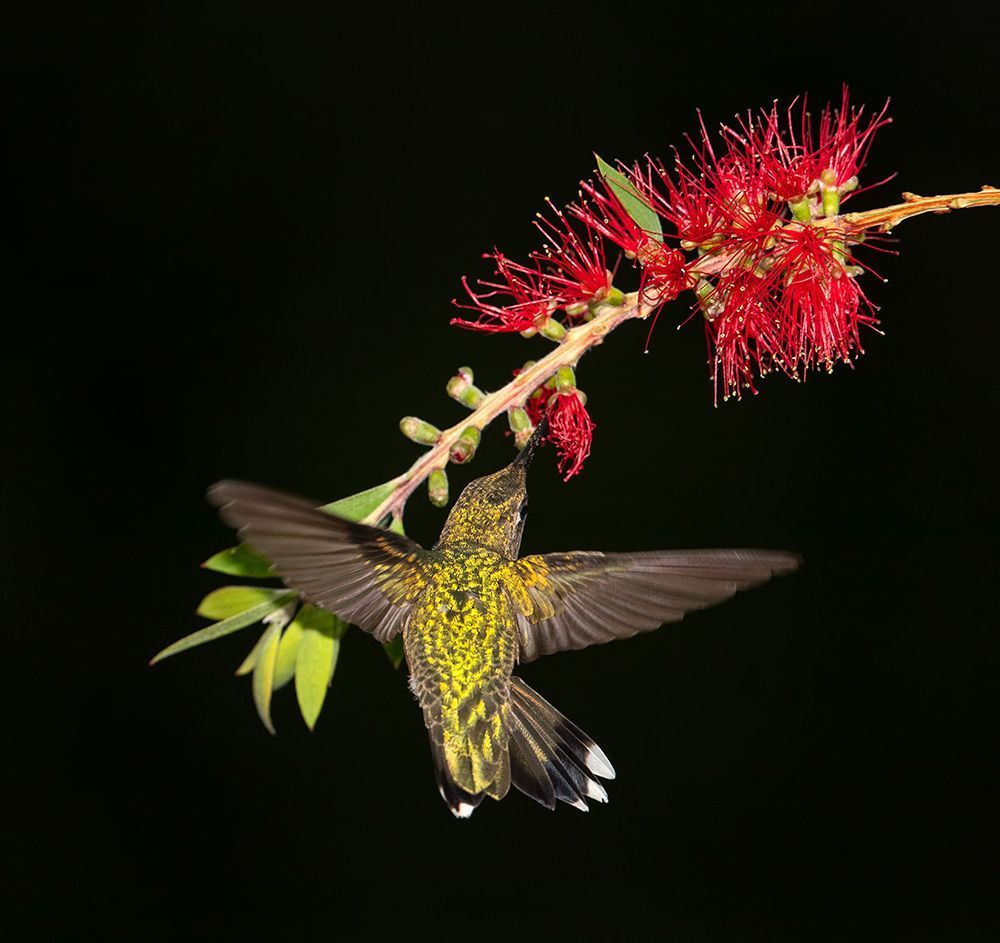 Ruby-throated Hummingbird -Колибри