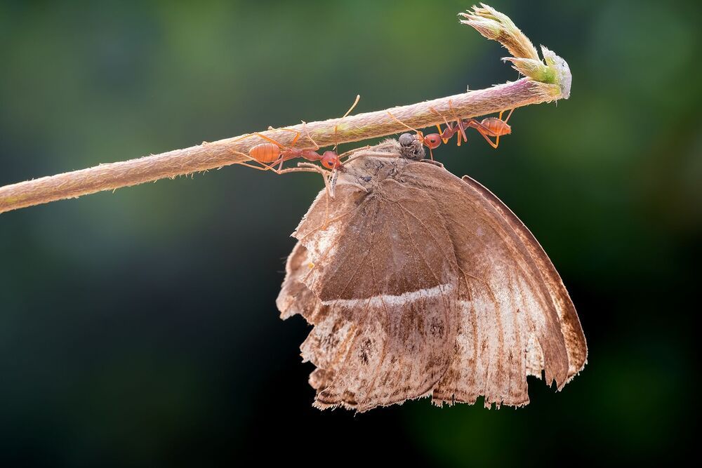 Macro and Landscape work of Lee Hua Ming