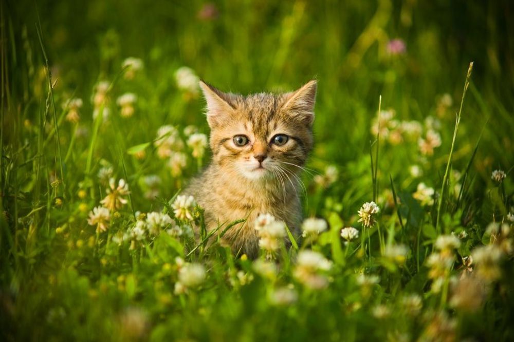 Clever cat