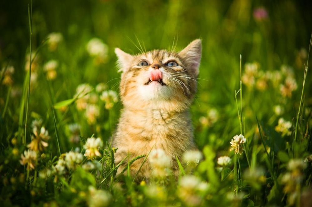 Clever cat