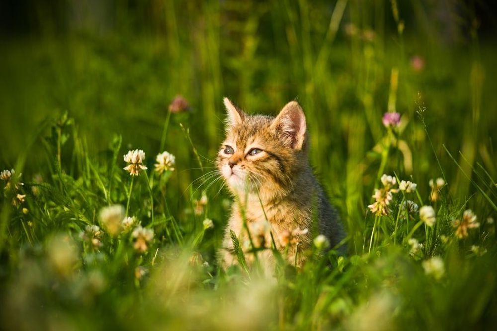 Clever cat