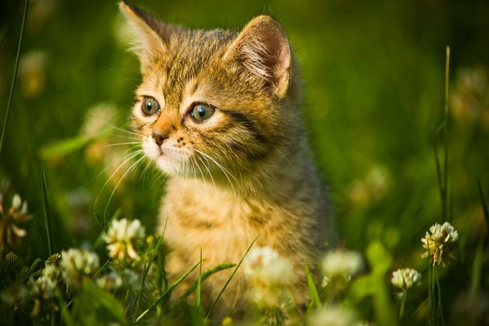 Clever cat