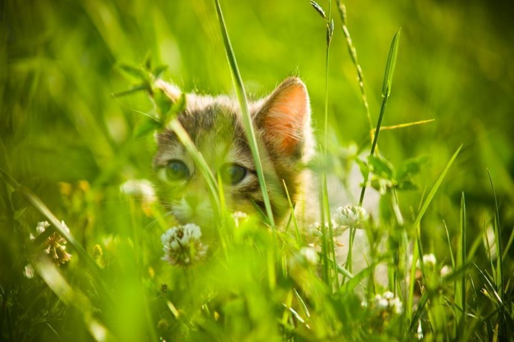 Clever cat