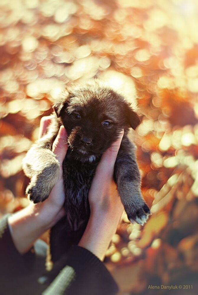 fluffy miracle...