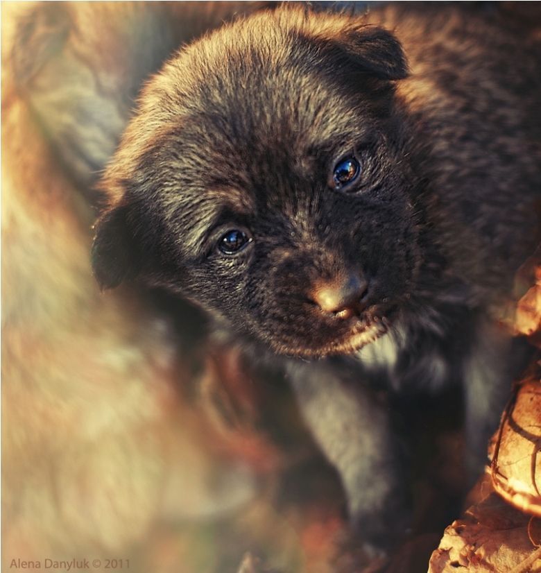 fluffy miracle...