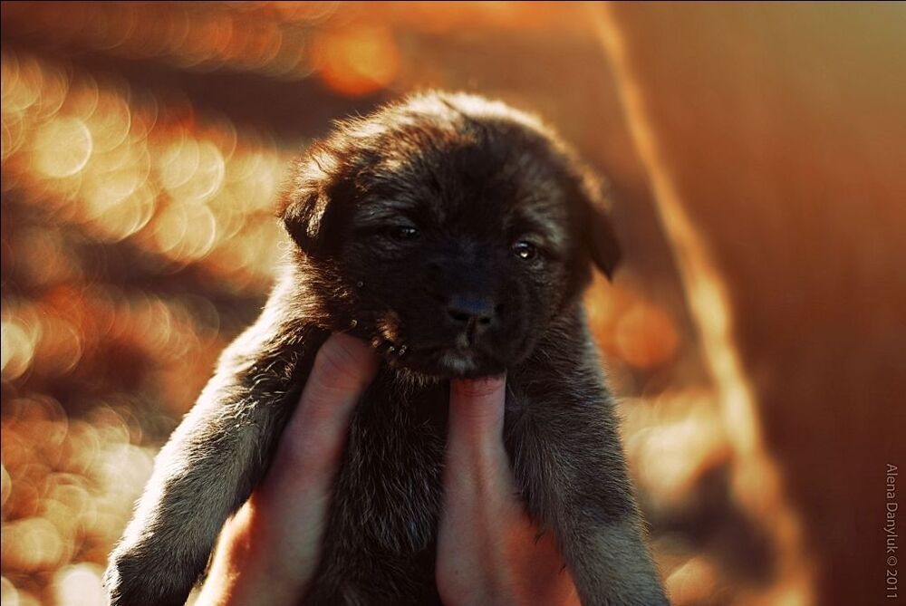 fluffy miracle...