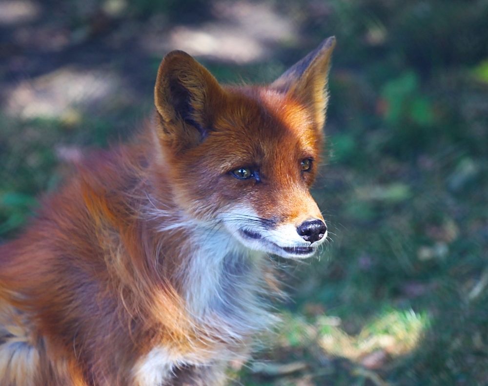 Fox