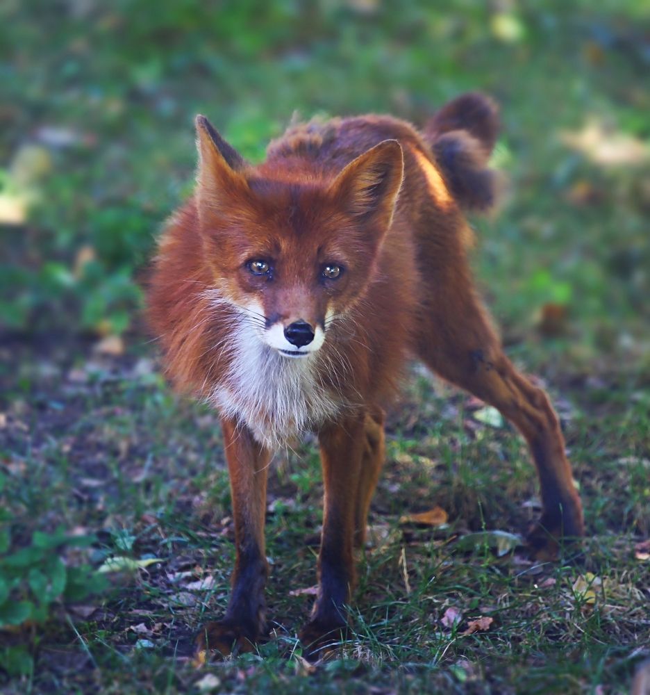 Fox