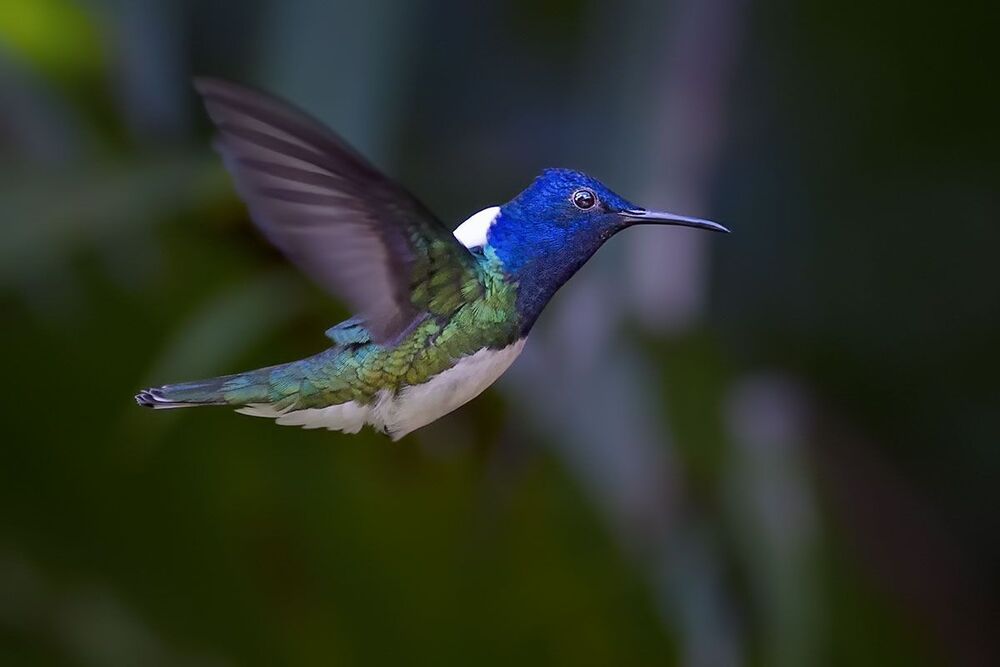Hummingbirds 2
