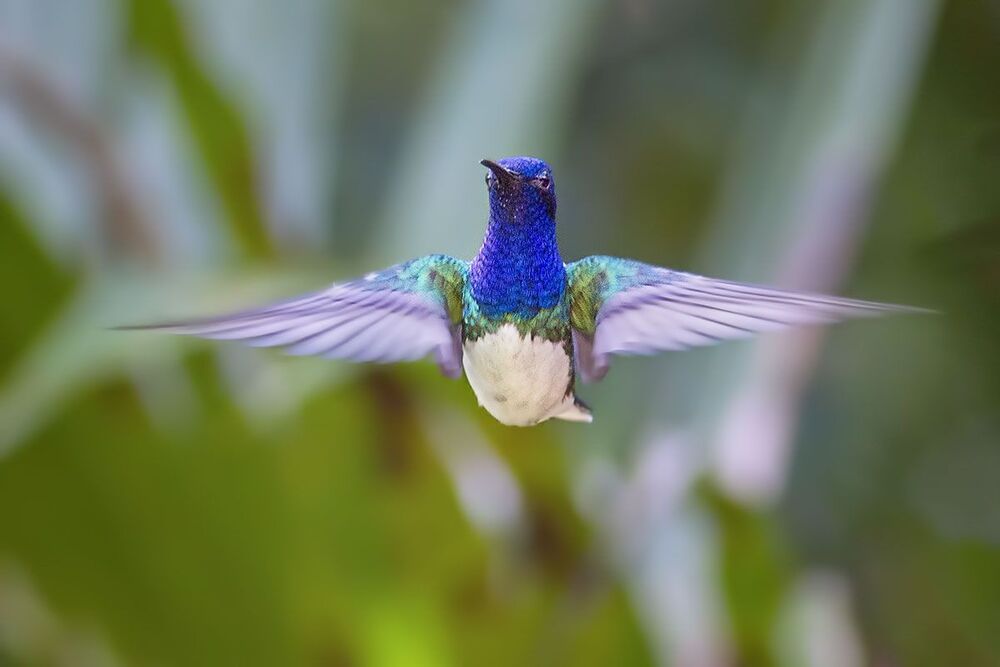 Hummingbirds 2
